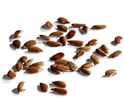 亚麻籽