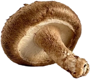 香菇